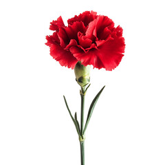 Single Red Carnation with Ruffled Petals Isolated on Transparent Background