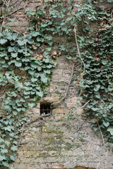 Small barred window in an overgrown brick wall at Petrovaradin Fortress, Novi Sad, Serbia. Ivy-covered surface with moss and weathered textures creates a mysterious and historical atmosphere.
