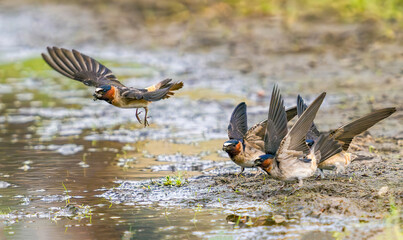 A group of Cliff Swallows dipping their beaks into muddy waters by the shore and gathering mud which they use to build their nests in Springtime.