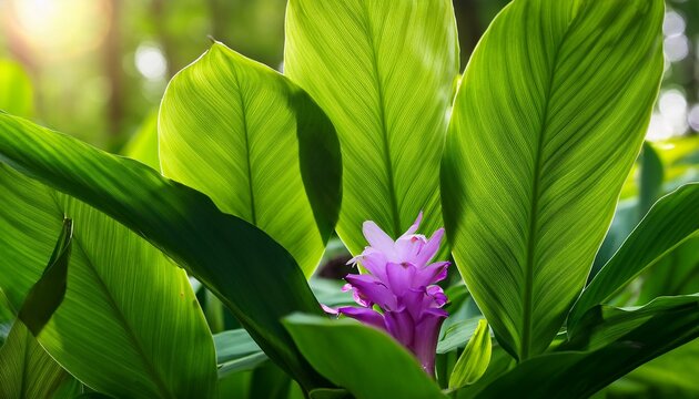 vibrant green foliage and unique purple blossom of wild ginger in natural spring setting