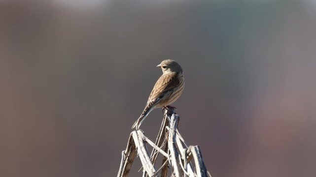 A common linnet sits on the dry plant perpendicular to the camera lens with a grey background with copyspace on a sunny spring day.