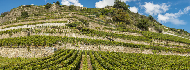 Weinregion Wallis, Schweiz, Wallis, Uvrier