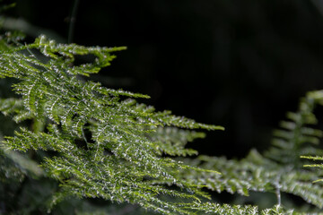 Asparagus plumosus with brightly rich green leaves on a dark background. Long, shallow leaves. Plant green background.