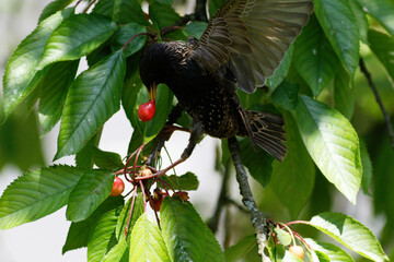 Etourneau dévorant des cerises au printemps.