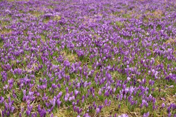 Naklejka premium Many beautiful flowers and grass growing outdoors