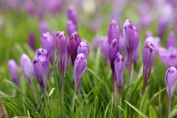 Many beautiful flowers with dew drops growing outdoors, closeup
