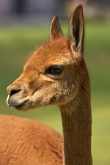 A young vicuña roams freely in the heart of the Peruvian Andes, embodying the untamed beauty of these highlands