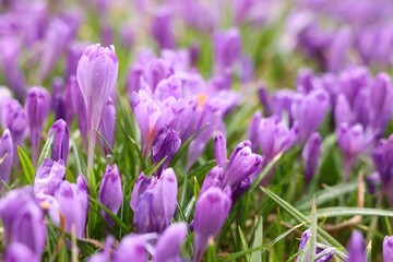 Fototapeta premium Many beautiful flowers with dew drops growing outdoors, closeup
