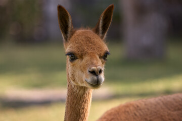 A young vicuña roams freely in the heart of the Peruvian Andes, embodying the untamed beauty of these highlands