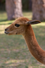 A young vicuña roams freely in the heart of the Peruvian Andes, embodying the untamed beauty of these highlands