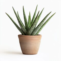 Aloe vera plant in terra cotta pot on white background.