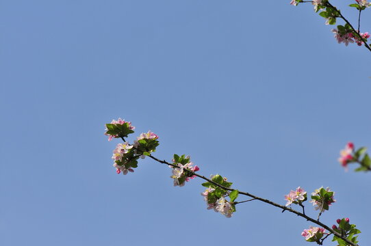 Branch of blossoming apple tree with pink flowers against blue sky