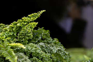 Nephrolepis exaltata. dark background. The Sword Fern. Fresh green fern bush in detail, looking into bush of fern in forest.