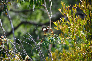 The Diadem Butterfly’s Delicate Charm