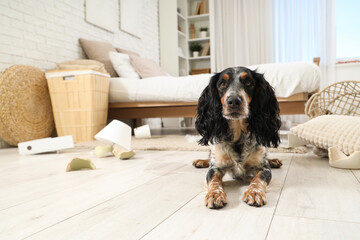 Naughty cocker spaniel with broken things lying on floor in messy bedroom
