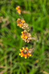 Bulbine frutescens, garden decoration, macro on the flower head, bokeh, wild kopieva or stalked bulbine