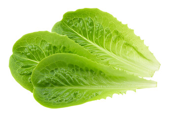 Fototapeta premium Fresh green lettuce leaves with crisp texture and vivid color, isolated on white background. 