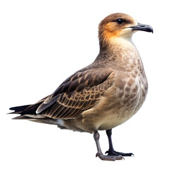 Obraz premium arctic skua png, transparent background