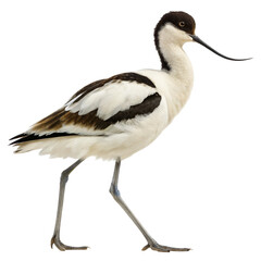 Obraz premium avocet png, transparent background