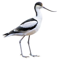 Obraz premium avocet png, transparent background