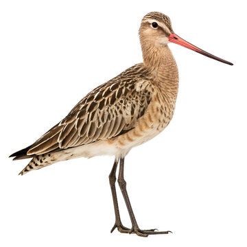 bar-tailed godwit png, transparent background