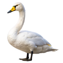 Fototapeta premium Bewick's swan png, transparent background