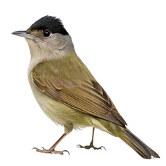 blackcap png, transparent background