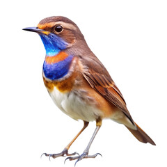 Obraz premium bluethroat png, transparent background