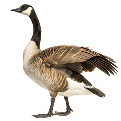 Obraz premium canada goose png, transparent background
