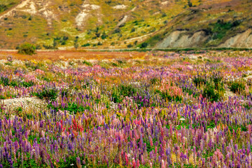 Fototapeta premium A sea of lupines in all kinds of colors in Southern Patagonia, Chile
