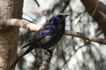 The common grackle (Quiscalus quiscula) is a species of large icterid bird found in large numbers through much of North America.