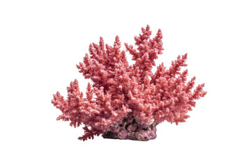 Naklejka premium Red coral plant is the main focus of the image, isolated