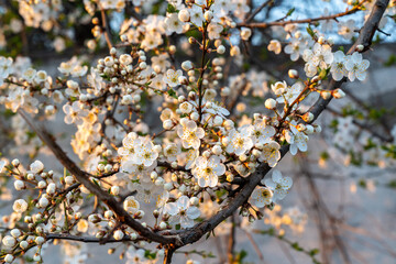 Kwitnące drzewo owocowe na wiosnę, delikatne białe kwiaty   © Kacper