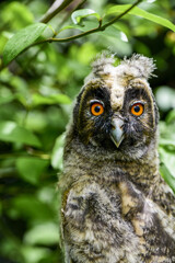Waldohreule (Asio otus), juvenil, Österreich, NIederösterreich