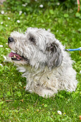 Terrier, Hund, Österreich, NIederösterreich, Südliches NÖ, E