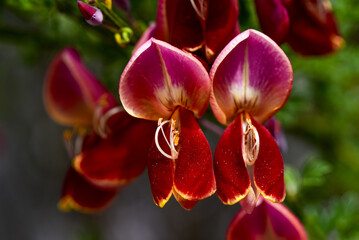 Cytisus scoparius sp., Österreich, NIederösterreich, Südliche