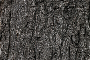 Texture of tree bark as background, closeup