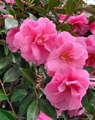 A pink camellia blooming in the spring