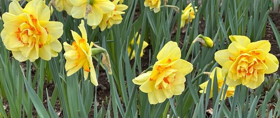 Obraz premium IMG_0744.JPG