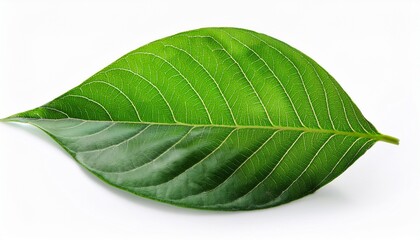 Obraz premium leaf clipping path leaves isolated on white background