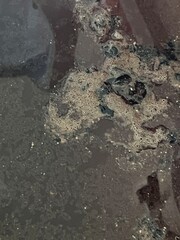 Grease and scum in a sink