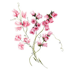 Watercolor bouquet with hand draw spring flowers in color of pink powder, isolated on white background, sweet pea floral, green grass and leaves.