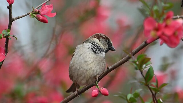 House Sparrow (Passer domesticus) Perched Among Delicate Sakura Blossoms - Spring Harmony. A songbird in the wild. Slow motion. Close-up.