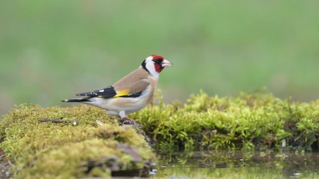 European Goldfinch (Carduelis carduelis) Drinking Water in a Forest with a Beautiful Green Background. Slow motion.