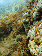 Underwater view of a rocky reef covered in brown and green algae, illustrating the complexity and richness of a shallow marine ecosystem