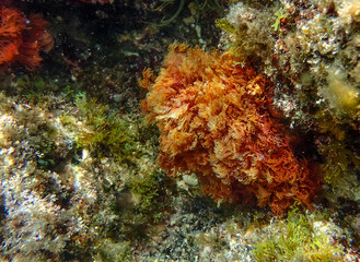 Underwater scene showing a variety of marine algae, including a prominent red seaweed cluster among green and brown algae on a rocky substrate