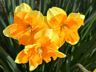 narcissus daffodil flower blooming in the early spring
