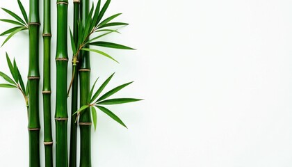 Bamboo Plant Highlighting Nature's Vibrant Green Against a White Background. A close up of a bamboo plant against a white background.