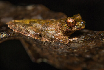 Naklejka premium Sapos, pererecas e rãs Brasileiras