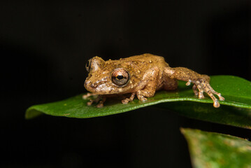 Gênero scinax. Sapos, pererecas e rãs Brasileiras